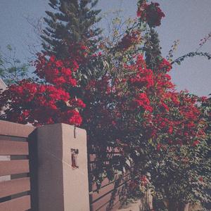 四个小萝莉被爆菊楠楠
